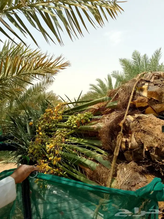 مشاءالله تبارك الله 3