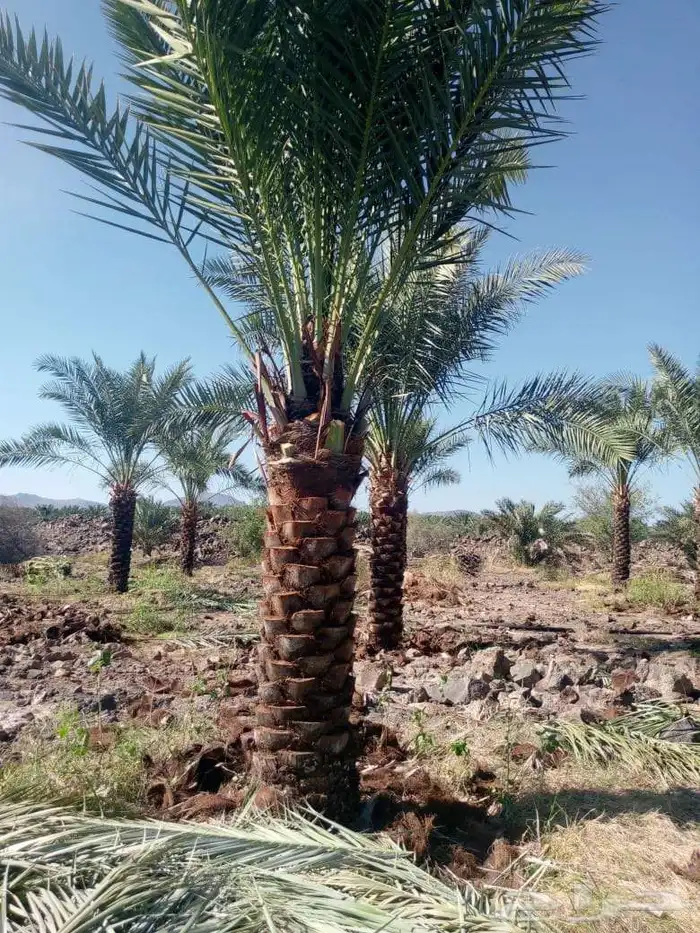 نخل للبيع في مكه جده نخل بجميع المقاسات 7