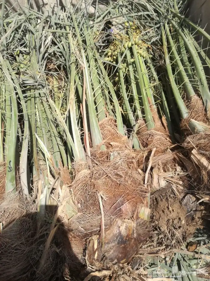 نخل واشنطني عربي مثمر نخيل برحي صقعي مجدول عجوه سكري ونانه 9