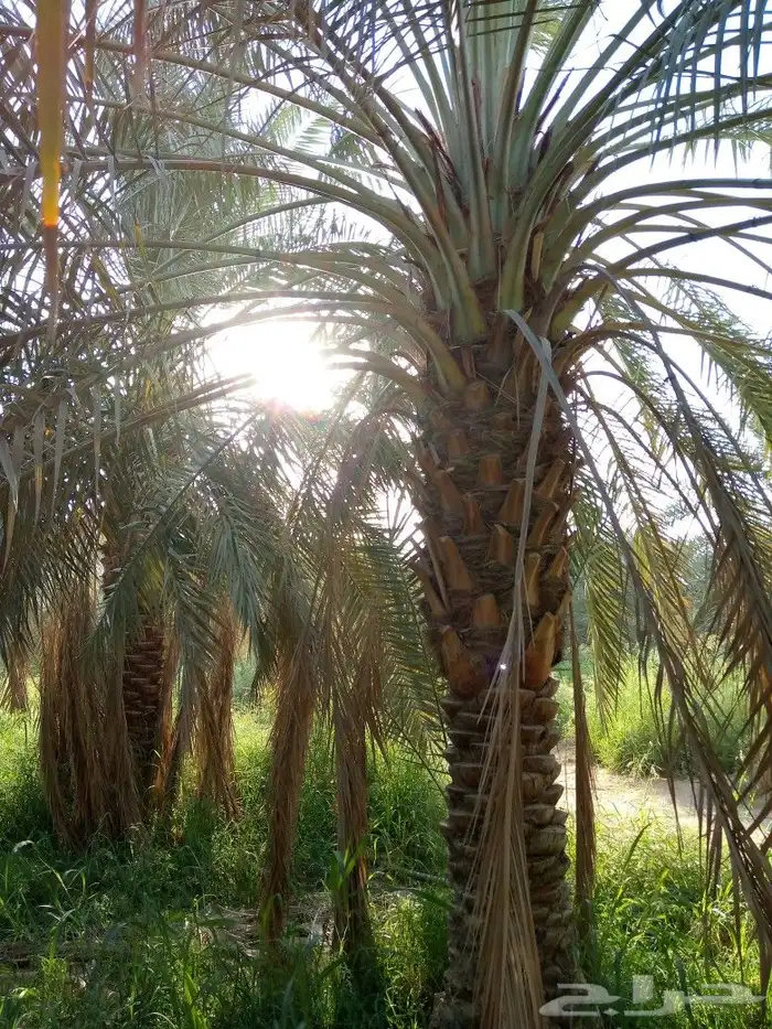 نخل واشنطني عربي مثمر نخيل برحي صقعي مجدول عجوه سكري ونانه 4