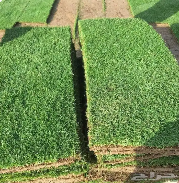 ثيل طبيعي درجه اولى 10