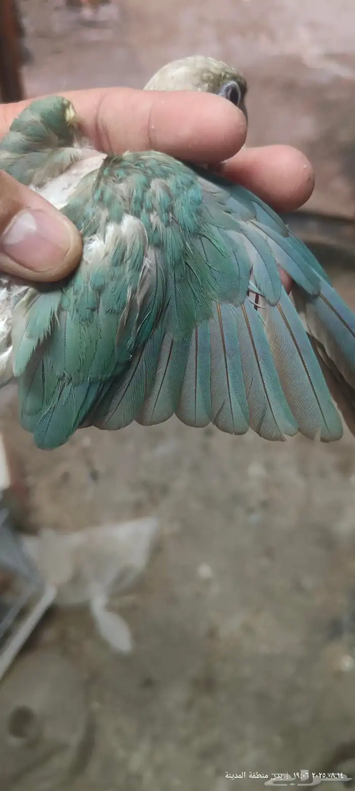 فرخ كنيور تركواز 3