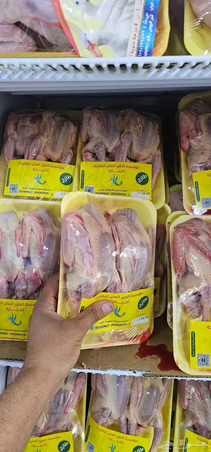 عروض الحمام فرنسي زاجل بط في حي الندوه 7