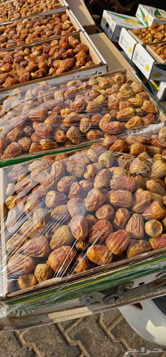 الدوادمي سكري مفتل فاخر ماشاءالله 4