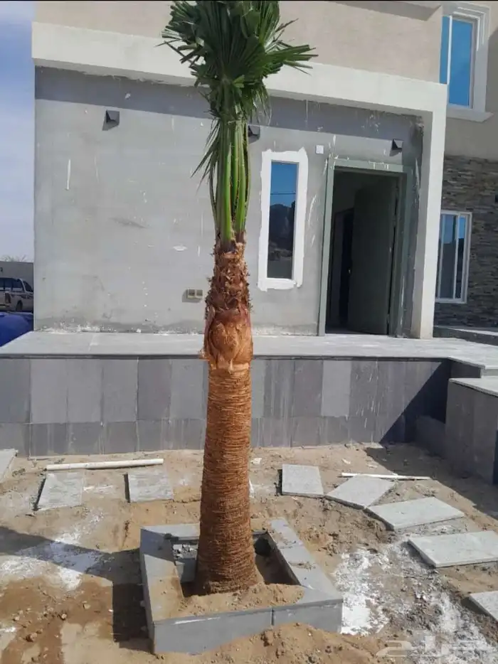 نخل وشنطني زينه جميع المقاسات 2