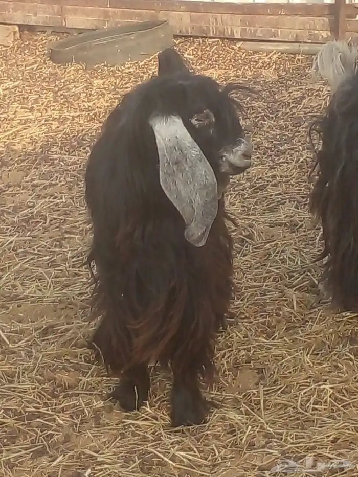 تيوس عارضيات مشروع فحول 2