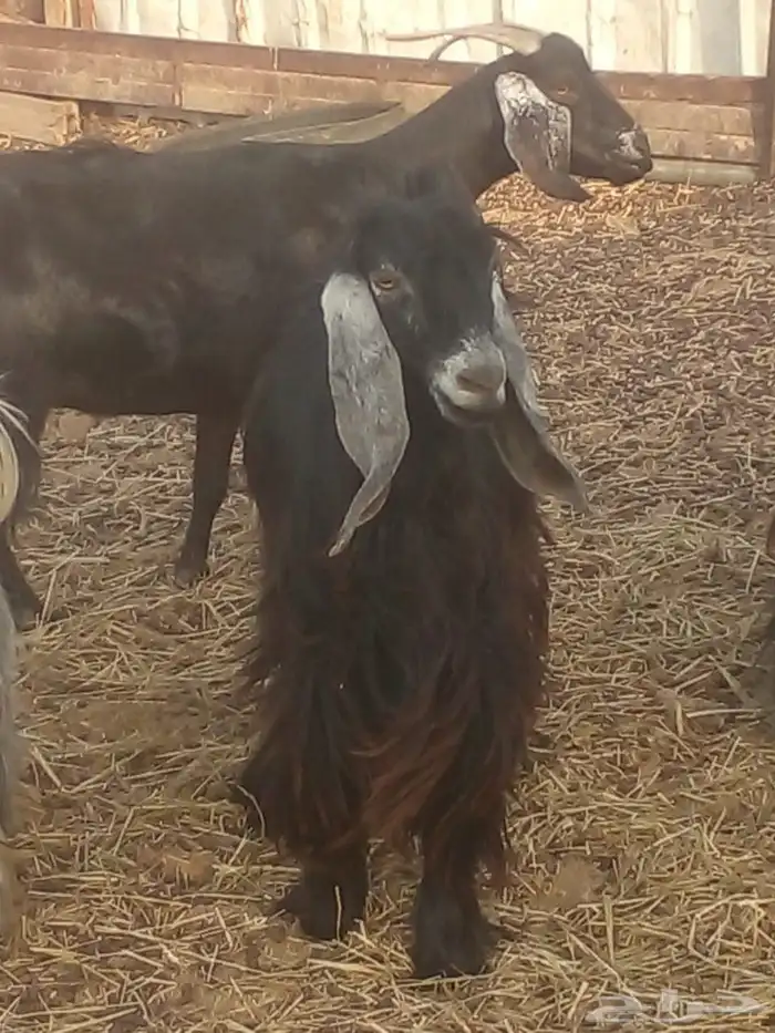 تيوس عارضيات مشروع فحول 4