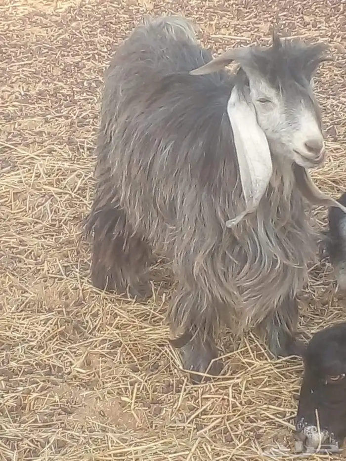 تيوس عارضيات مشروع فحول 1