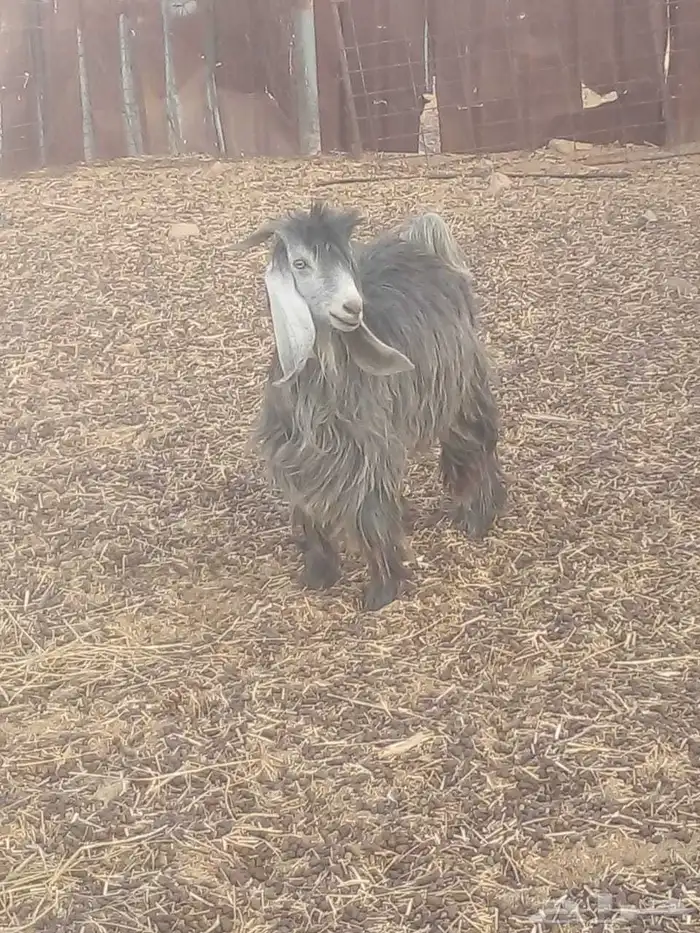 تيوس عارضيات مشروع فحول 3