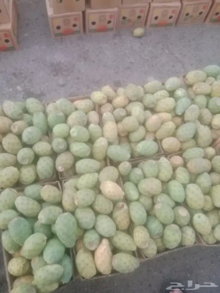 برشومي الحدب يخوان 1