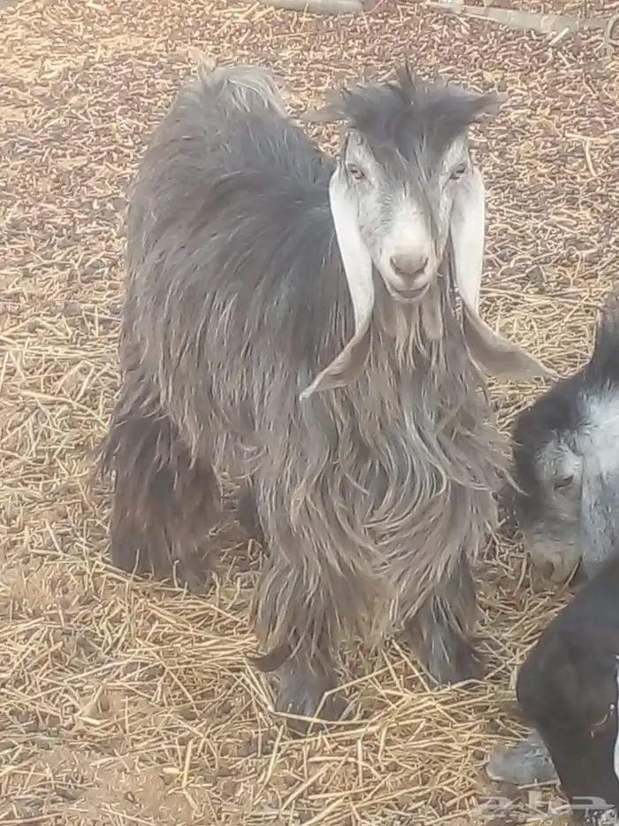 تيوس عارضيات مشروع فحول 0