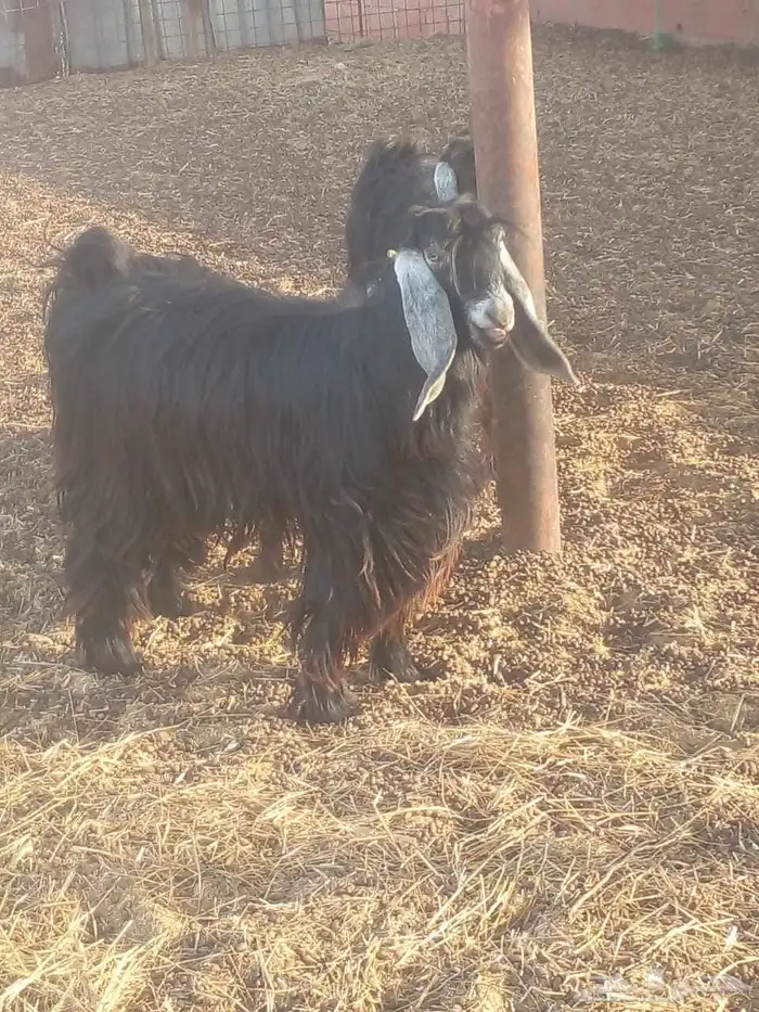 تيوس عارضيات مشروع فحول 5