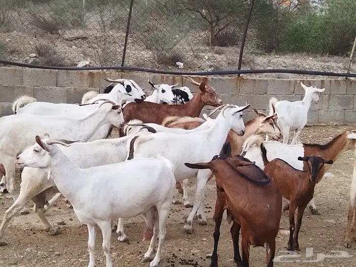 ماعز محايل عسير 0