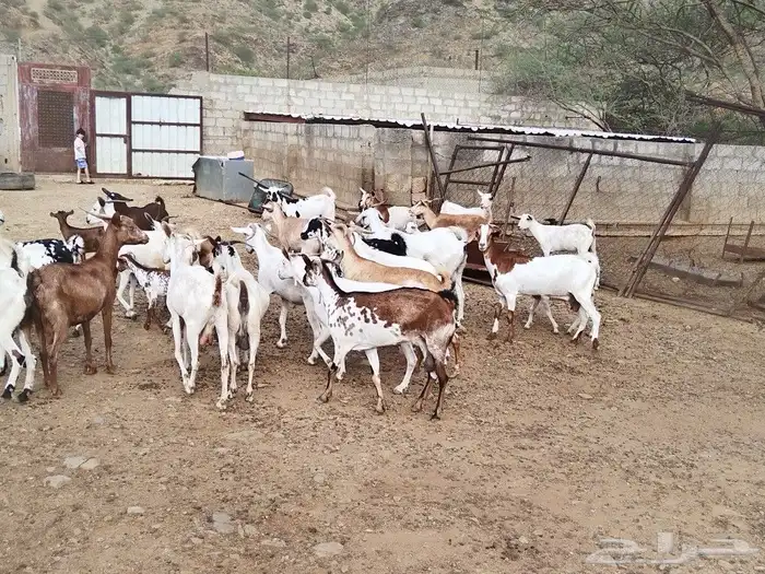ماعز محايل عسير 9