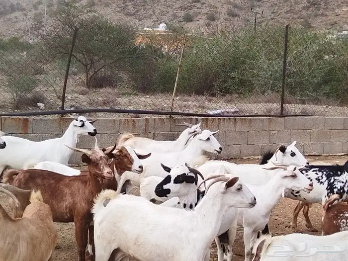 ماعز محايل عسير 4