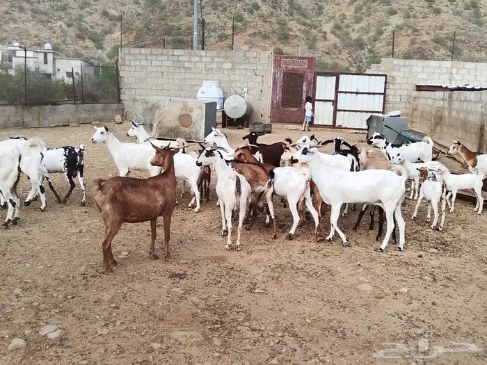 ماعز محايل عسير 8