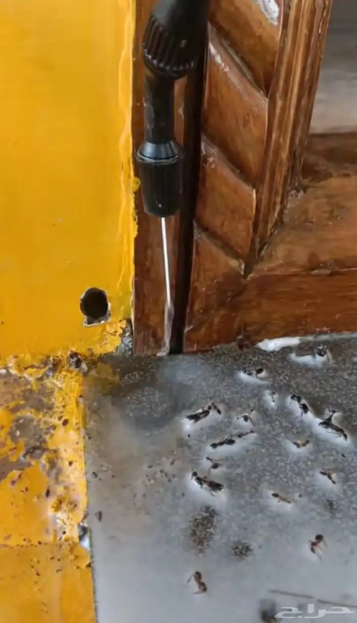 شركة مكافحة حشرات بمكة رش مبيدات للحشرات بمكة 6