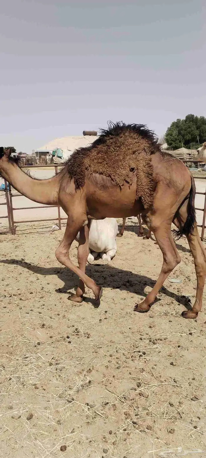 قعود عمره 10 شهور فل الفل 0