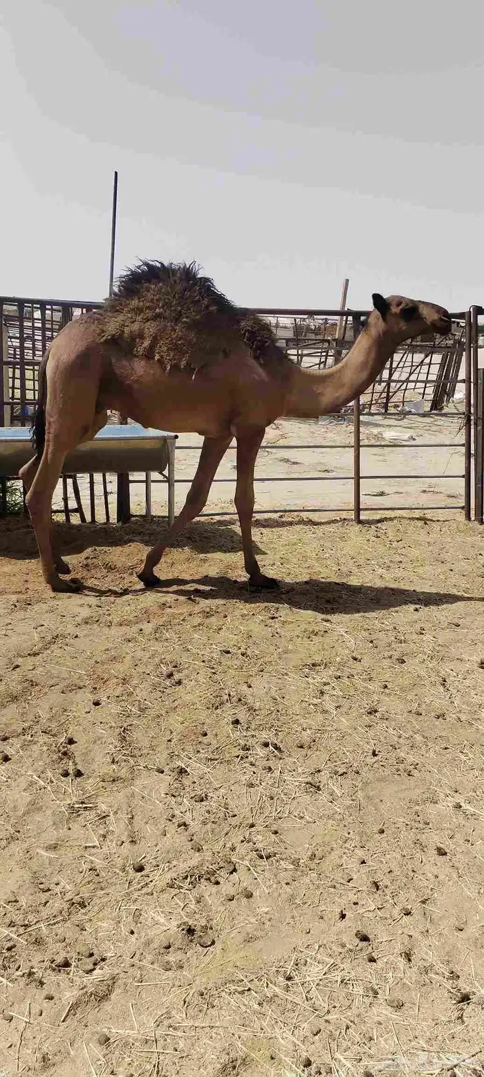 قعود عمره 10 شهور فل الفل 1