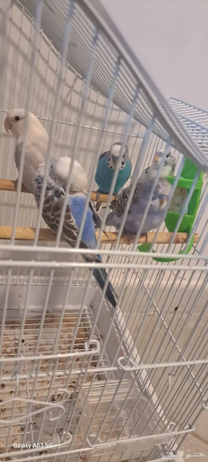 عرررض خاص فرخ روز وا روز نص ولافه وا جوزين بادجي منتجين 0