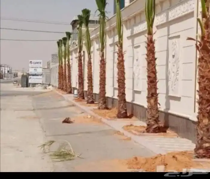 يوجد لدينا جميع انواع النخيل المثمره وجميع المقاسات المختلفة 8