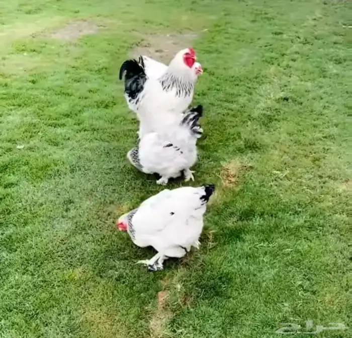 أطقم براهما كولومبي كونك فاخر 2