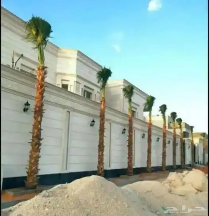 نخل واشنطني زينه متوفر جميع المقاسات واسعار مناسبه ونقوم بتا 0