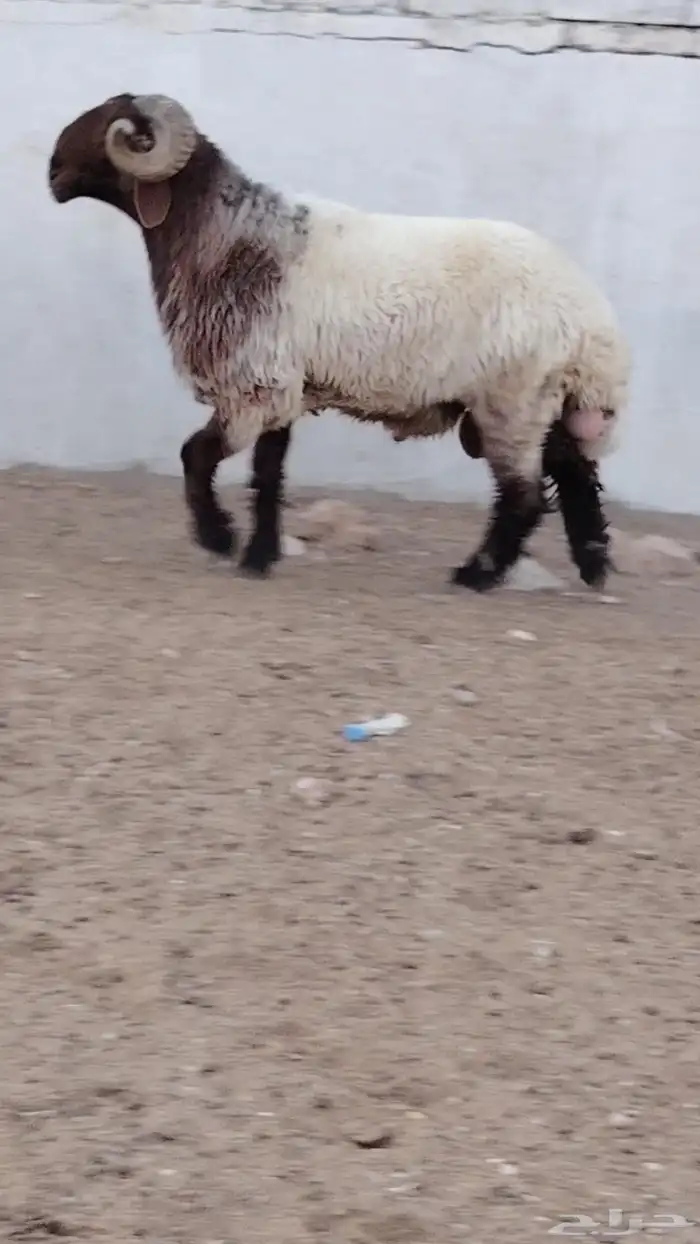 فحل نعيم صنف للبيع 0