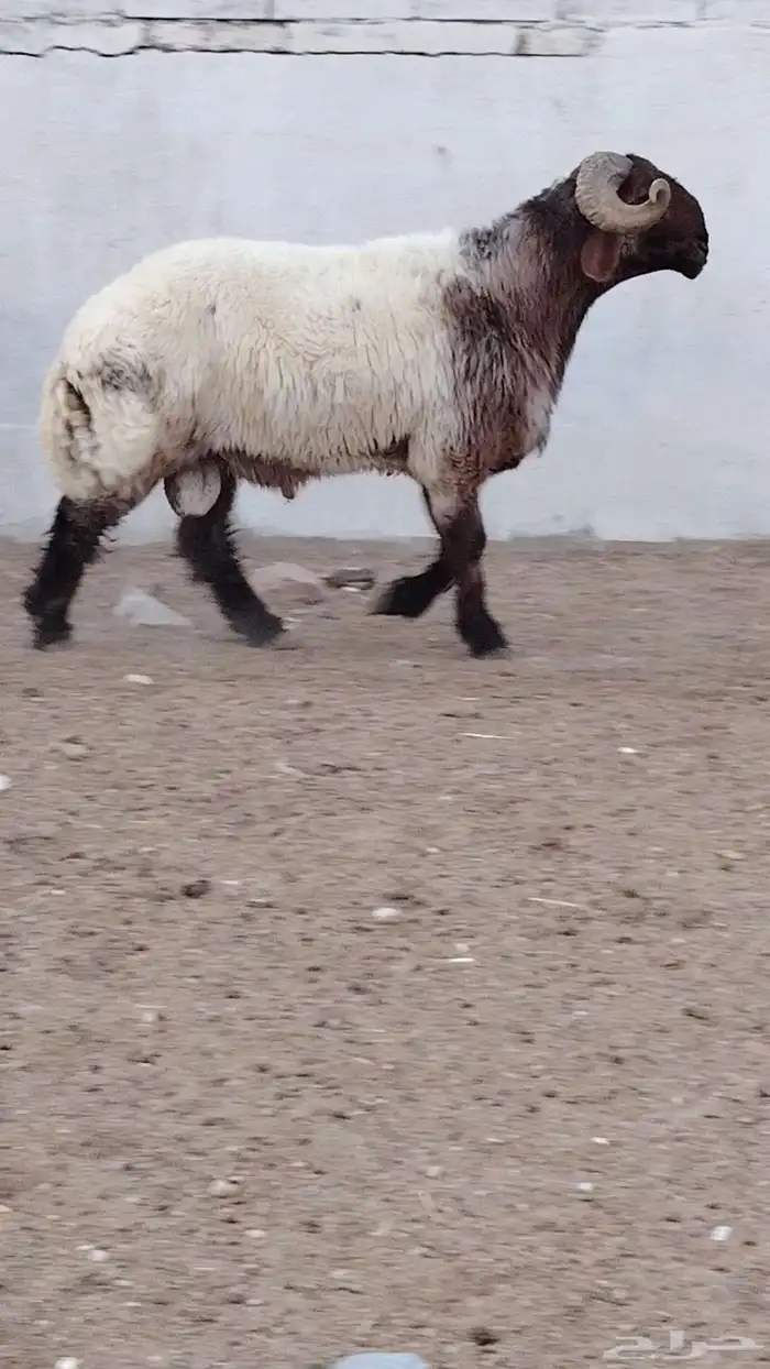 فحل نعيم صنف للبيع 4