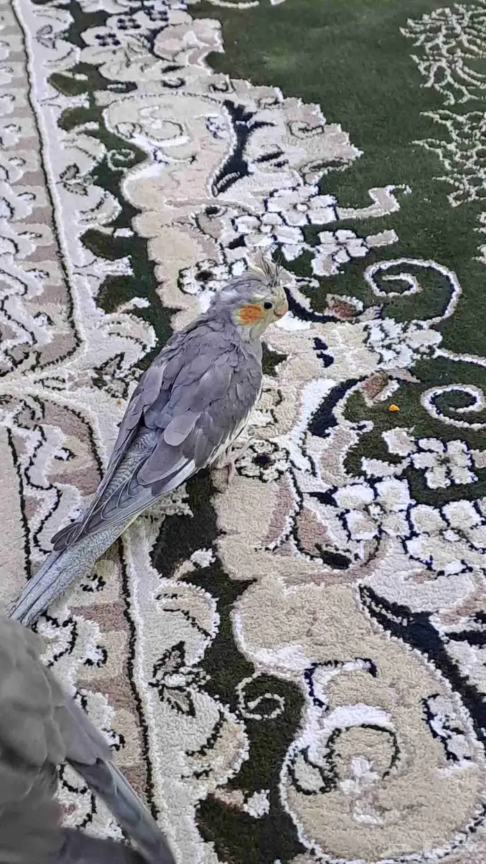 فرخ كروان ماشاء الله تبارك الرحمن 3