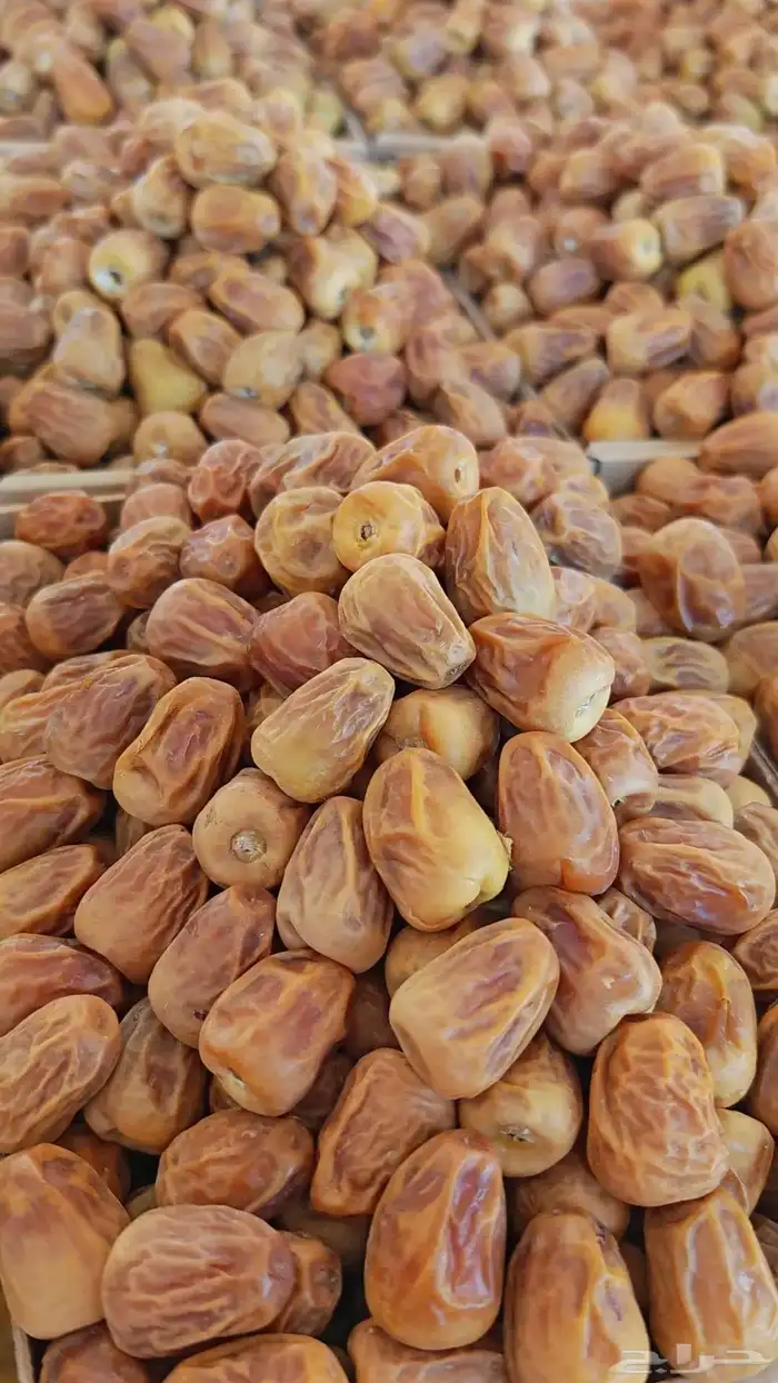 تمر سكري ملكي 0