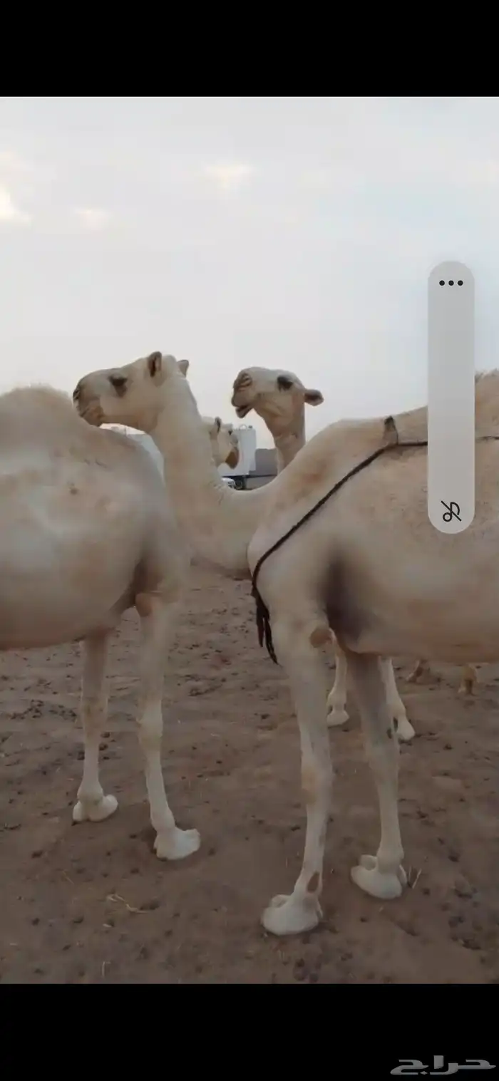 قعود باتلي كفو. السن حق 2