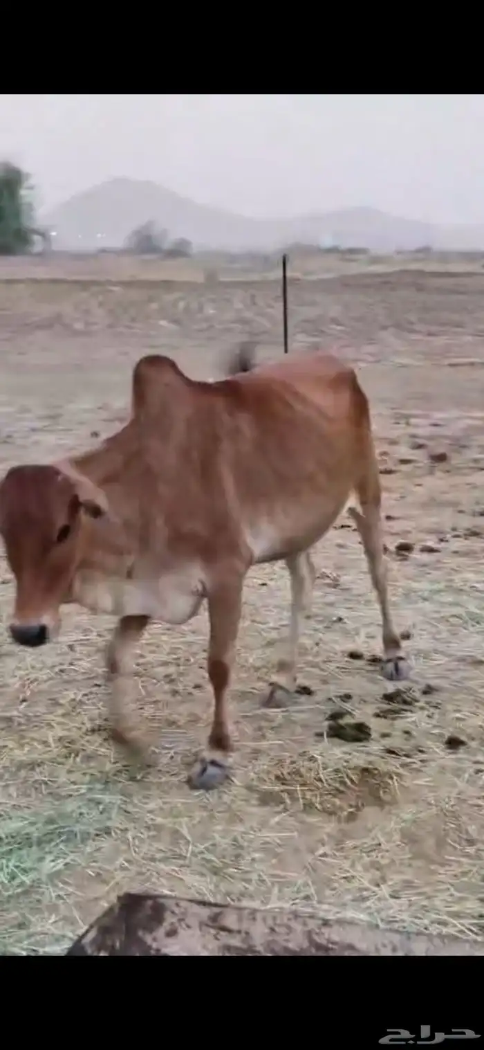 بقر بلدي لون وجرم شي فاخر العدد ( 3 ) وحده ثنيه و( 2 ) جذعا 4