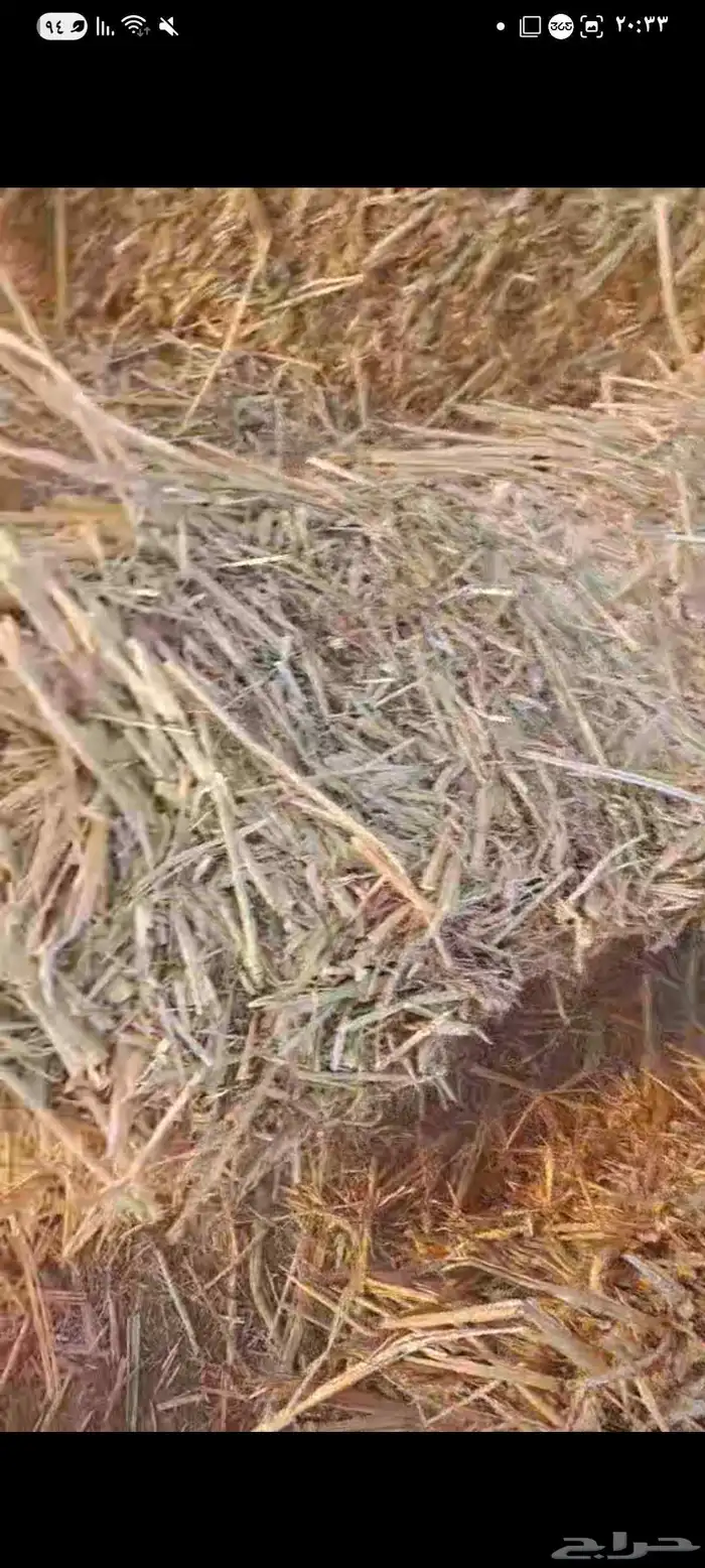 ذرة خضراء على حمراء شد جندير 1