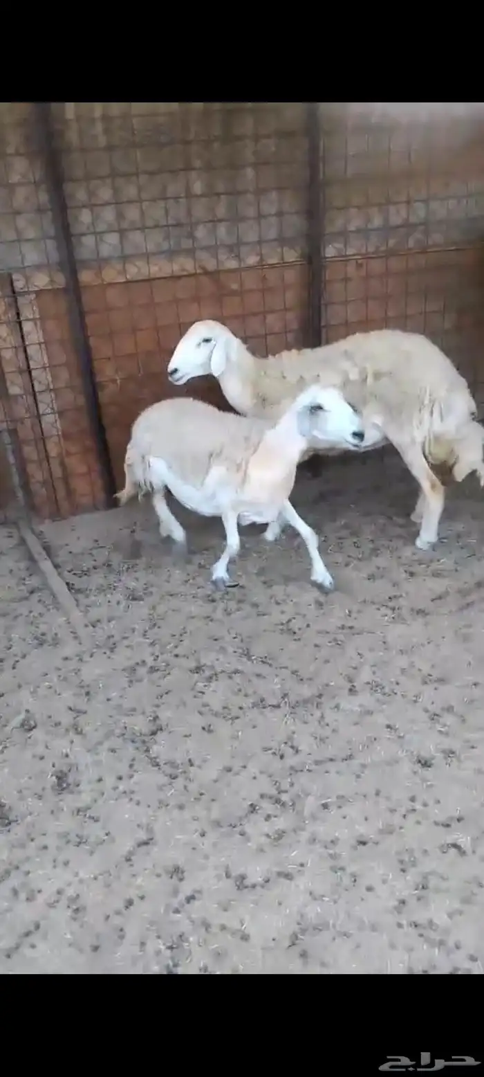 نعجتين حريه مضاريع شرط 0