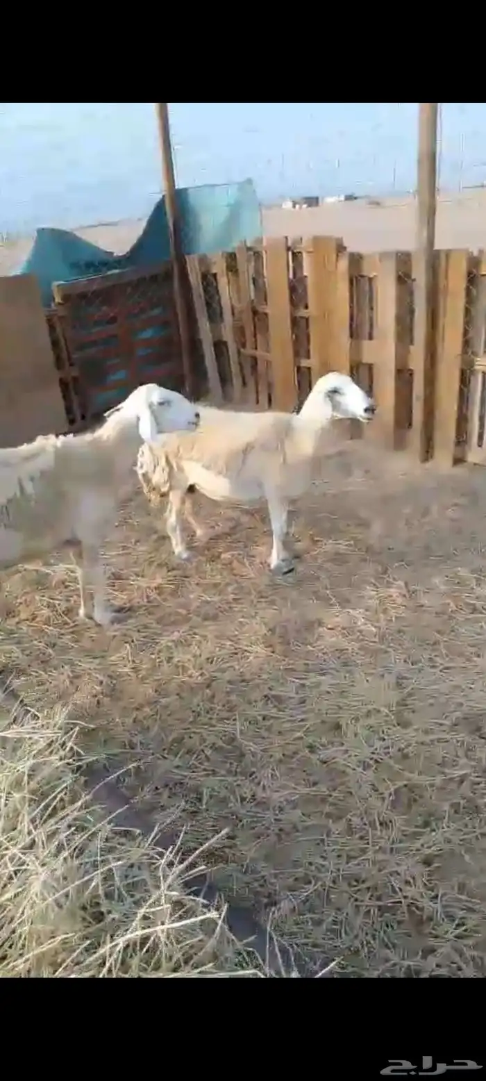 نعجتين حريه مضاريع شرط 2