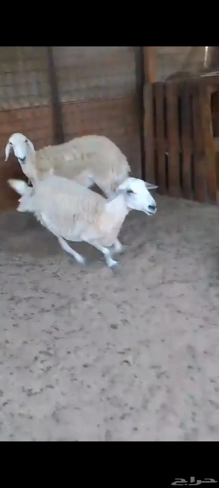 نعجتين حريه مضاريع شرط 3