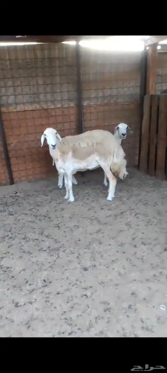 نعجتين حريه مضاريع شرط 1