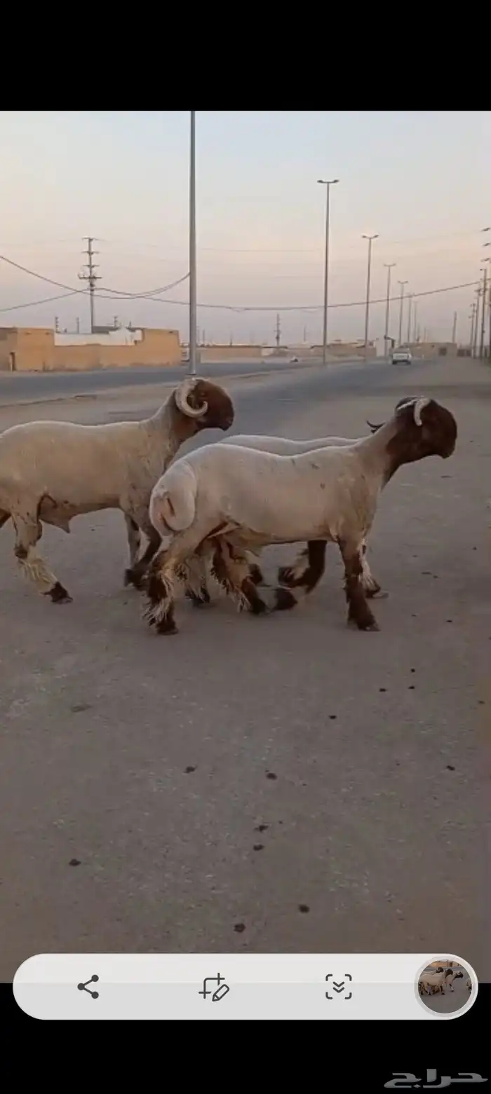 فحول طيبه للبيع العدد 4 راس 2 جدعان ارباع اواحد ثني 1