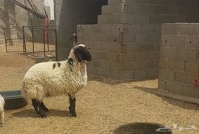 خروفين نعيمي 1