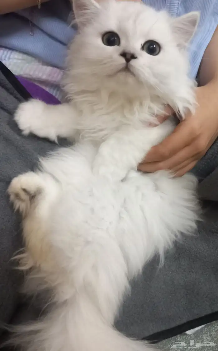 قط ابيض من أم وأب سكوتش 0