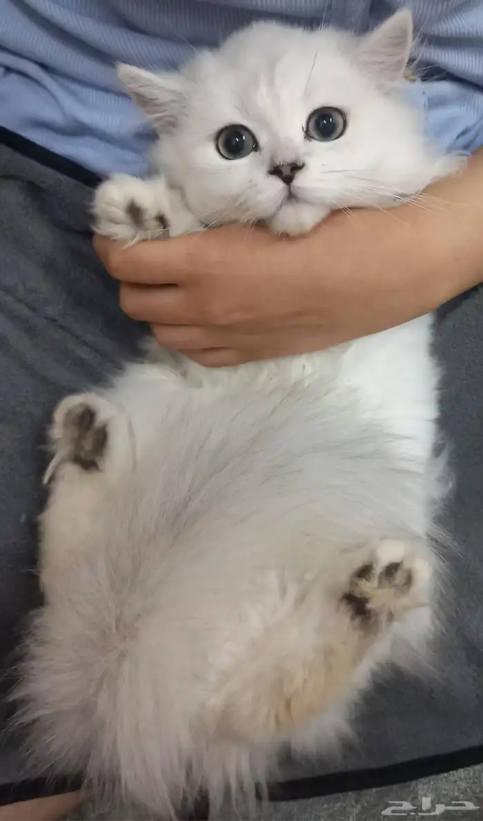 قط ابيض من أم وأب سكوتش 1