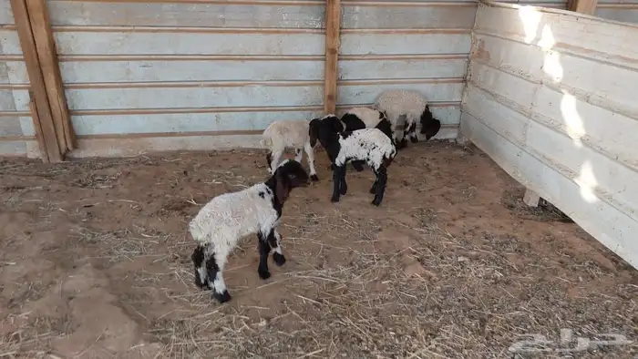 دواغير نعيم العدد 5 3