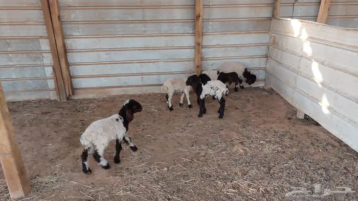 دواغير نعيم العدد 5 5