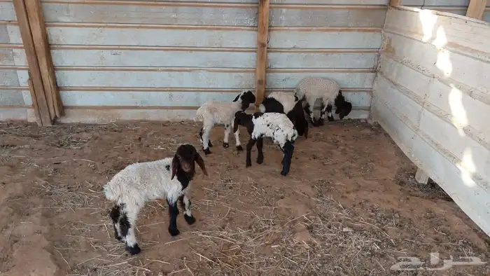 دواغير نعيم العدد 5 7