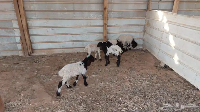 دواغير نعيم العدد 5 4