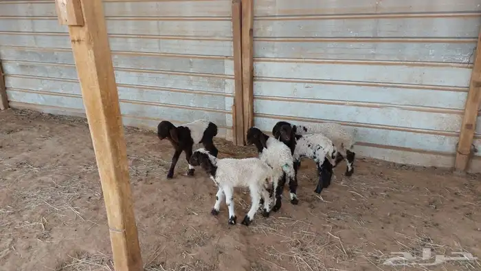 دواغير نعيم العدد 5 8