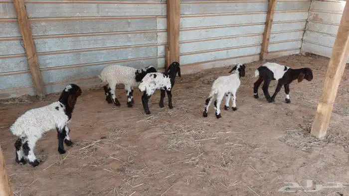 دواغير نعيم العدد 5 0