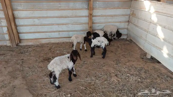 دواغير نعيم العدد 5 6