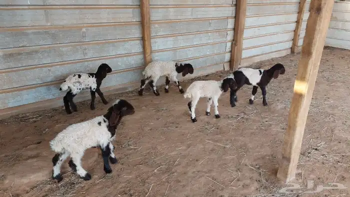 دواغير نعيم العدد 5 1